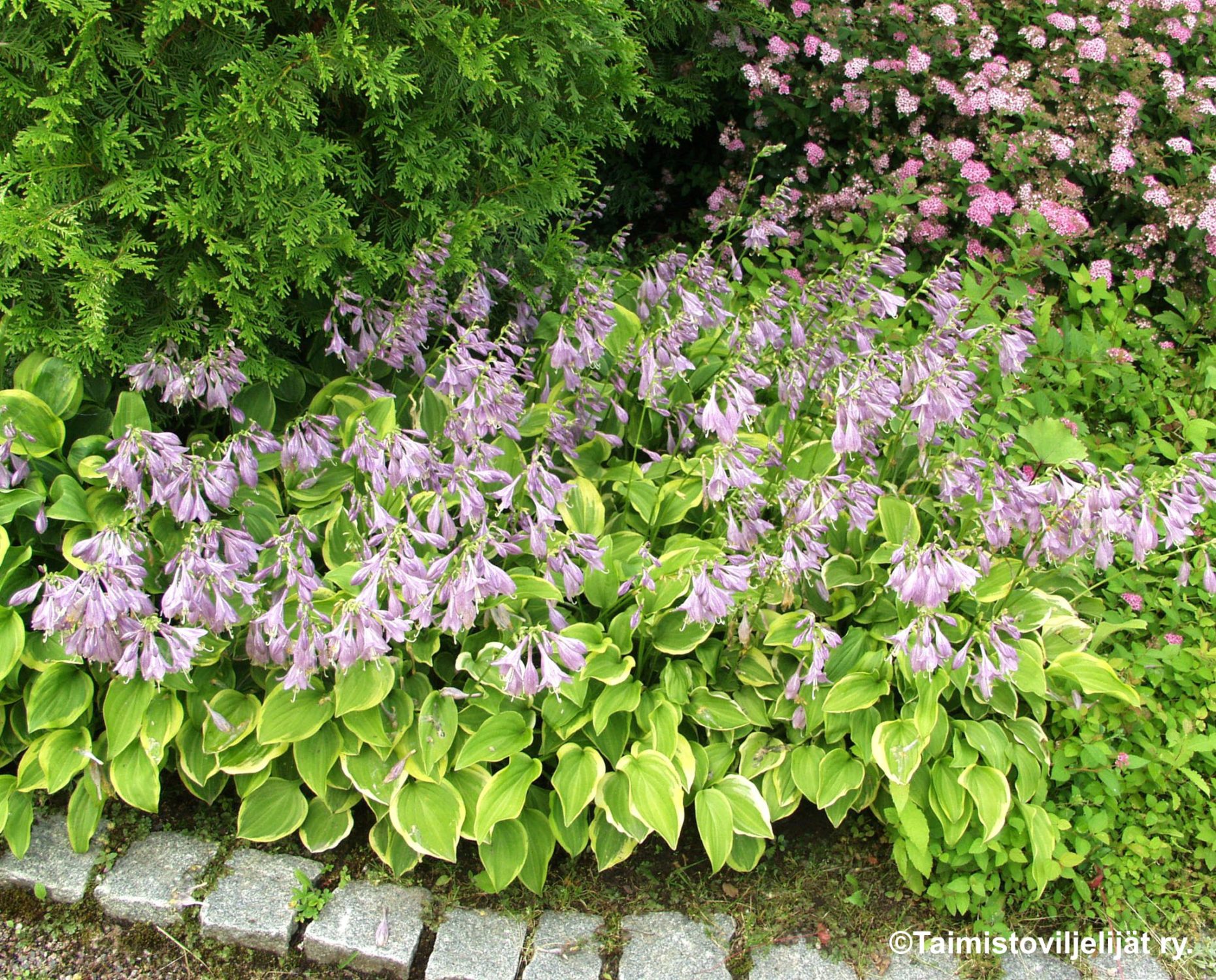 HOSTA 'GOLDEN TIARA' -Kruunukuunlilja LOPPU!