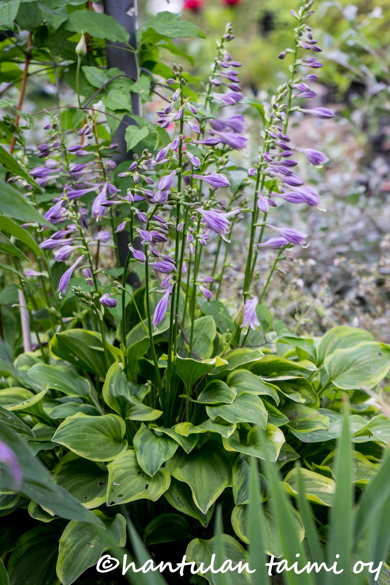 HOSTA 'GOLDEN TIARA' -Kruunukuunlilja LOPPU! - Image 2