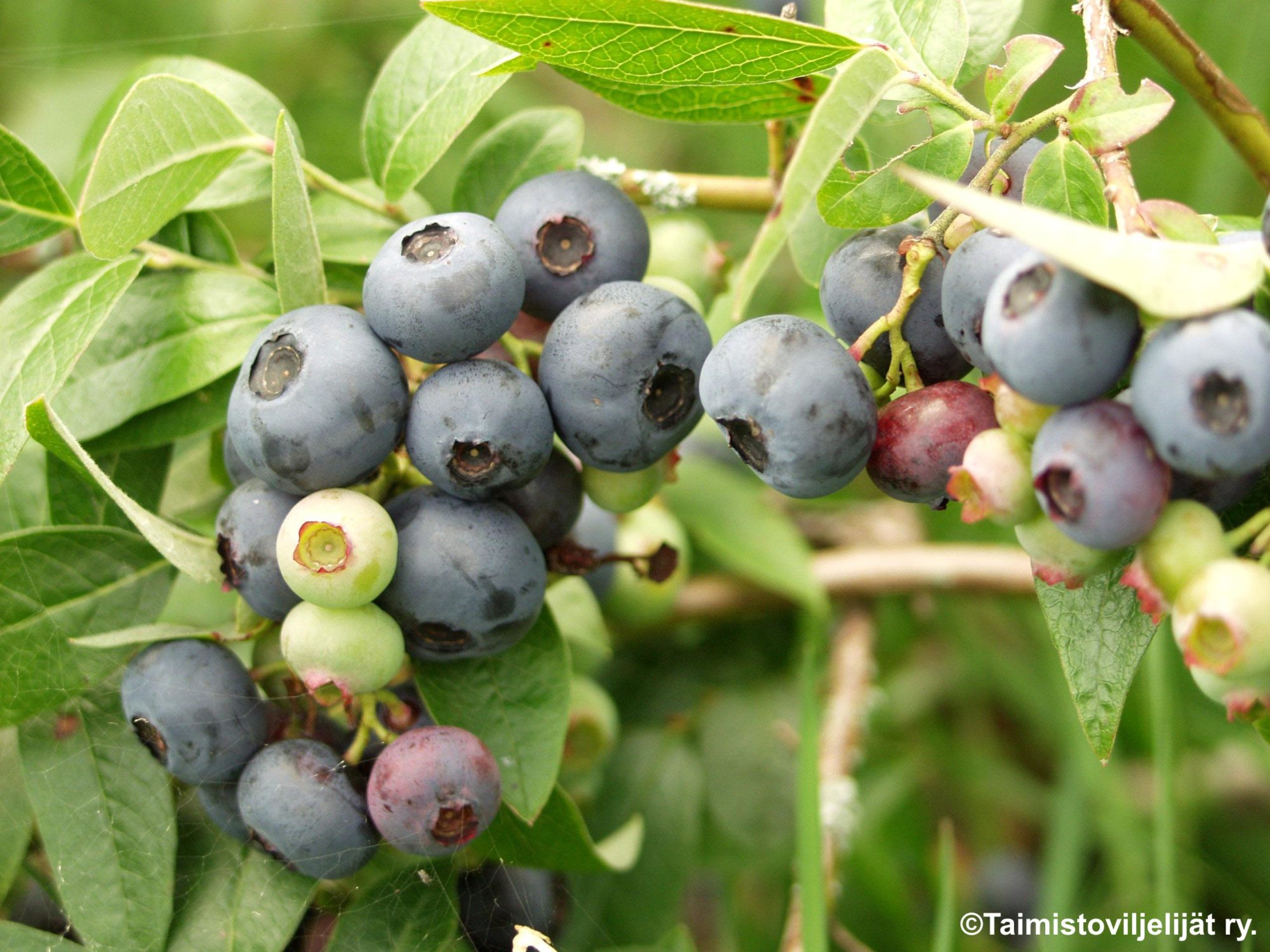 VACCINIUM CORYMBOSUM 'NORTH BLUE' -Pensasmustikka