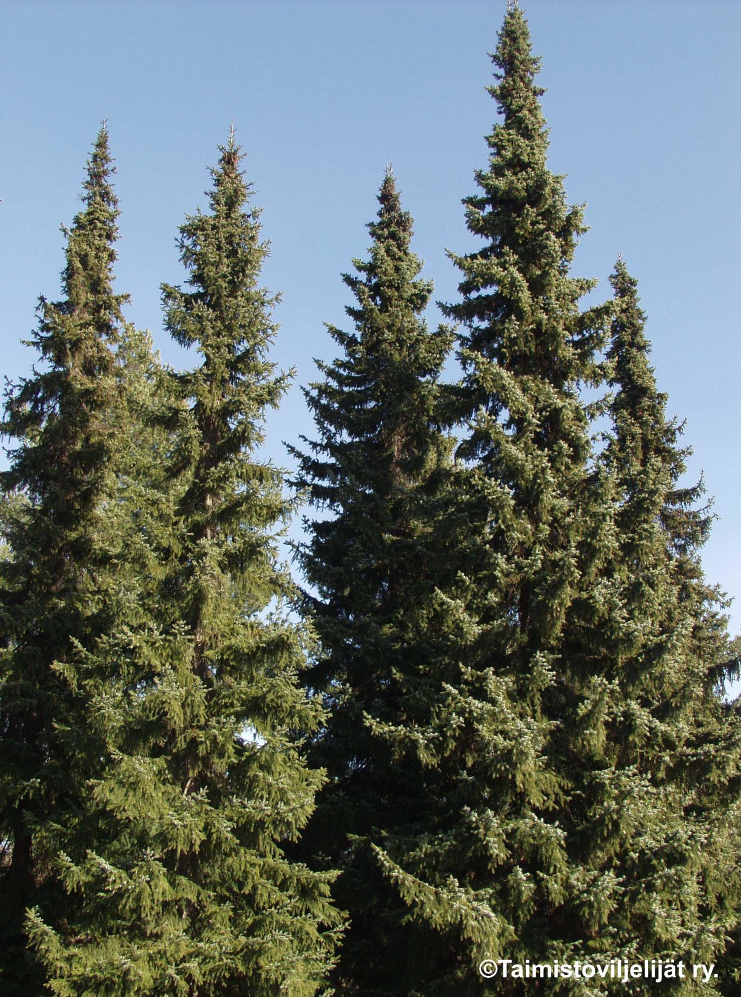 PICEA OMORIKA -Serbiankuusi