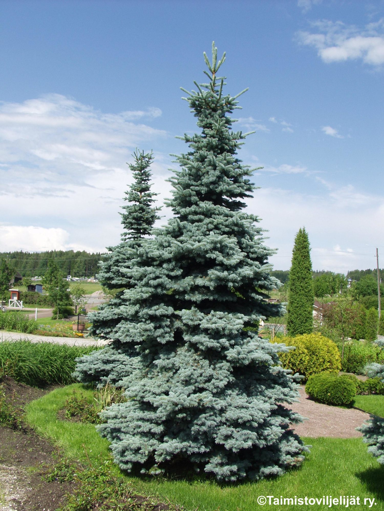 PICEA PUNGENS 'GLAUCA'  -Hopeakuusi/Sinikuusi