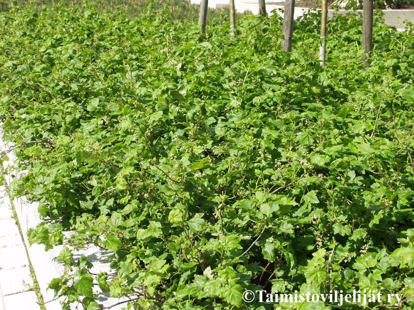 RIBES GLANDULOSUM  -Lamoherukka/Pikkuherukka - Image 2