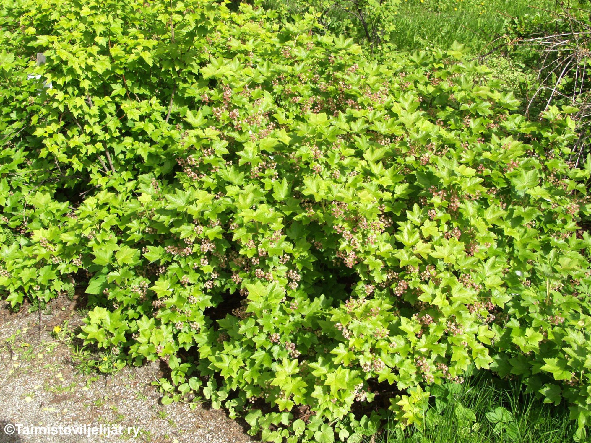 RIBES GLANDULOSUM  -Lamoherukka/Pikkuherukka