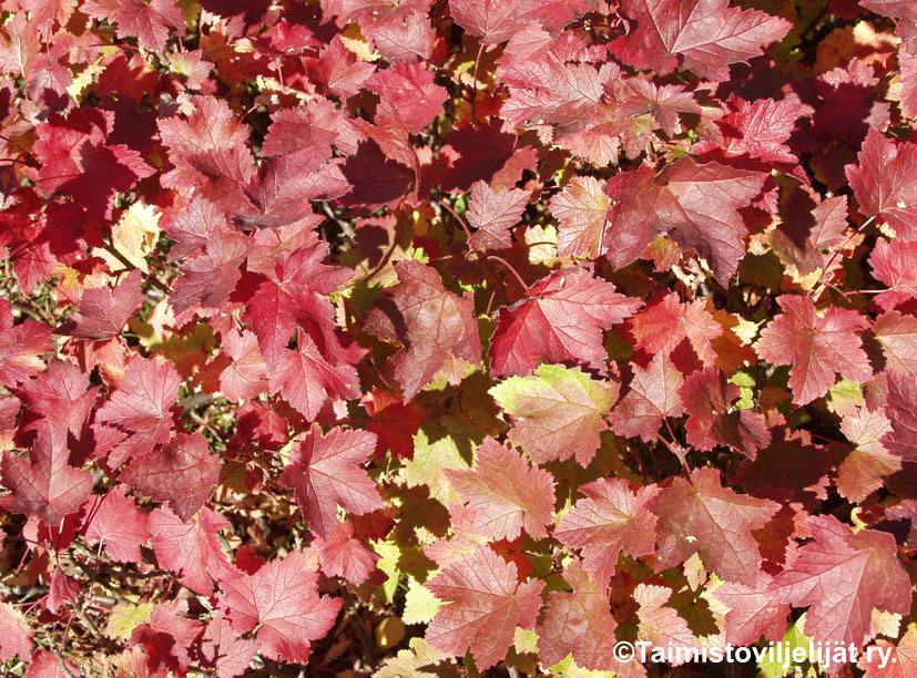 RIBES GLANDULOSUM  -Lamoherukka/Pikkuherukka - Image 3