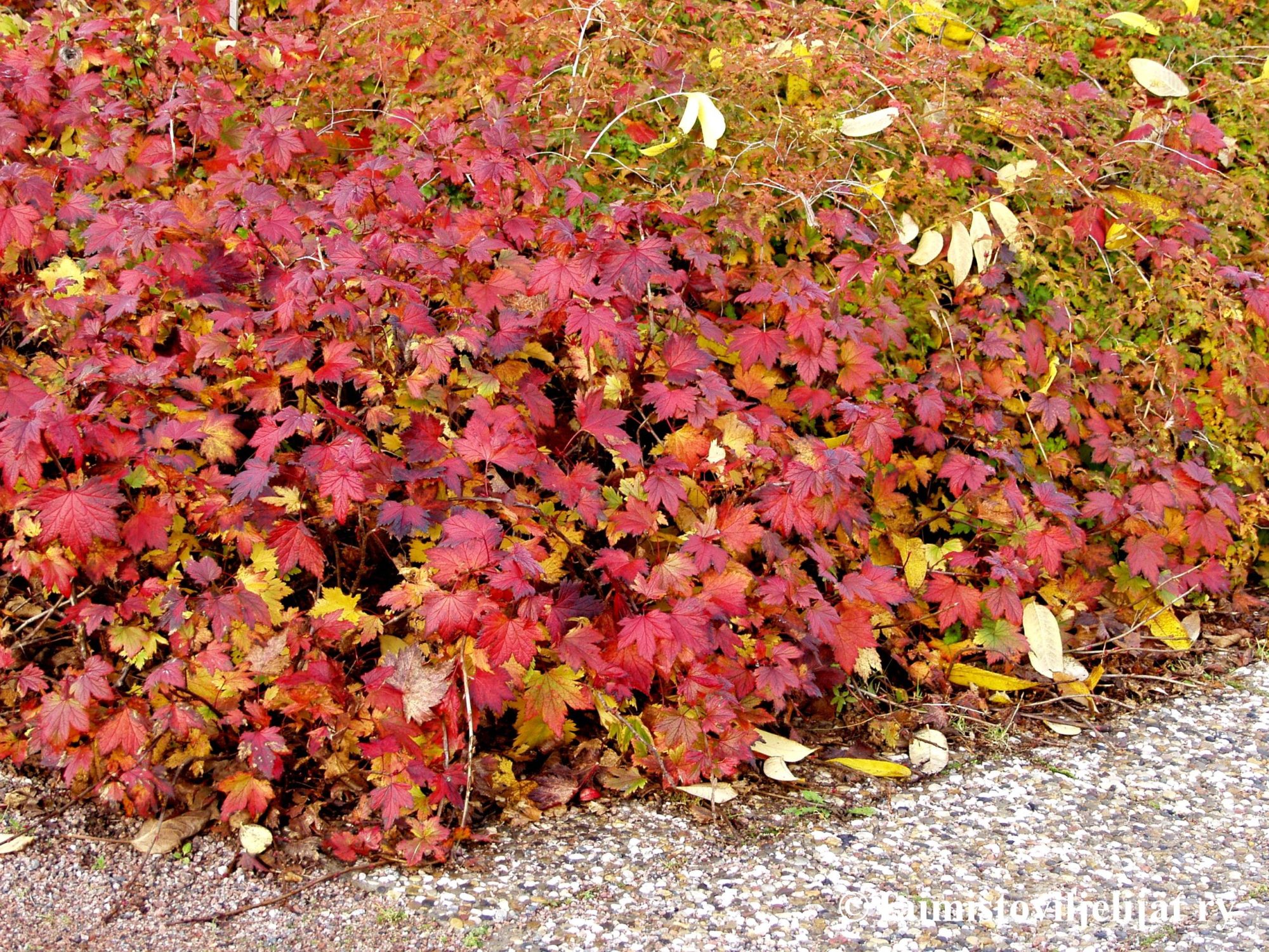 RIBES GLANDULOSUM  -Lamoherukka/Pikkuherukka - Image 4