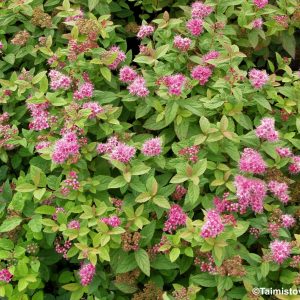 SPIRAEA JAPONICA  'MANON'  -Tummakeijuangervo