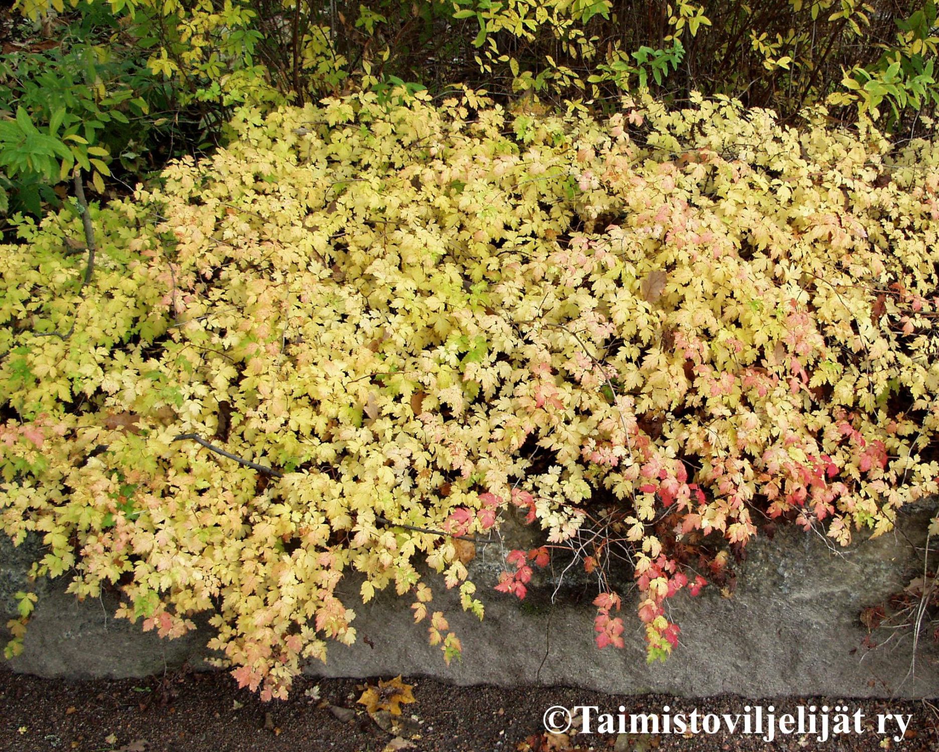 STEPHANANDRA INCISA 'CRISPA'  -Seppelvarpu LOPPU! - Image 2