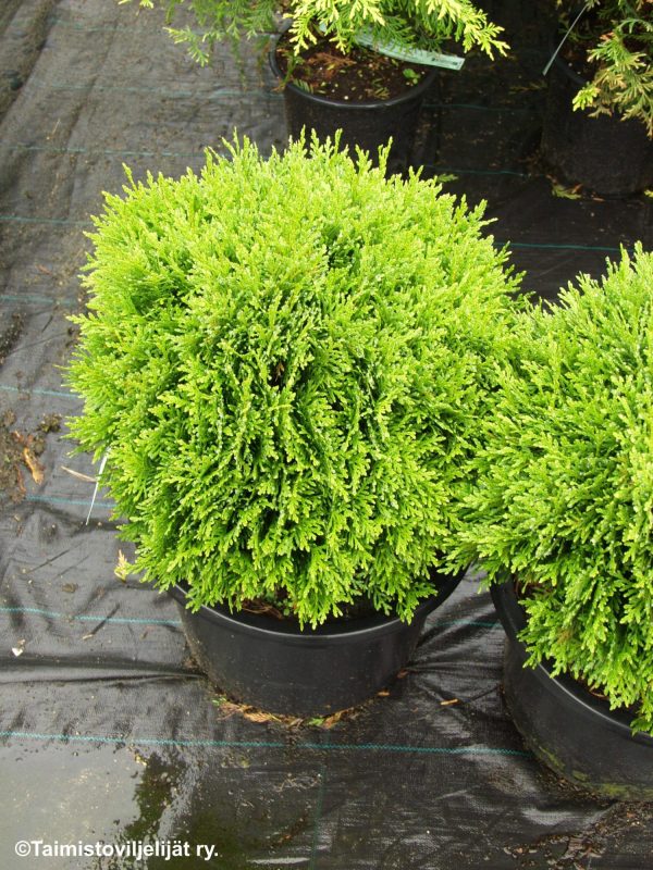 THUJA OCCIDENTALIS 'DANICA'  -Pallotuija