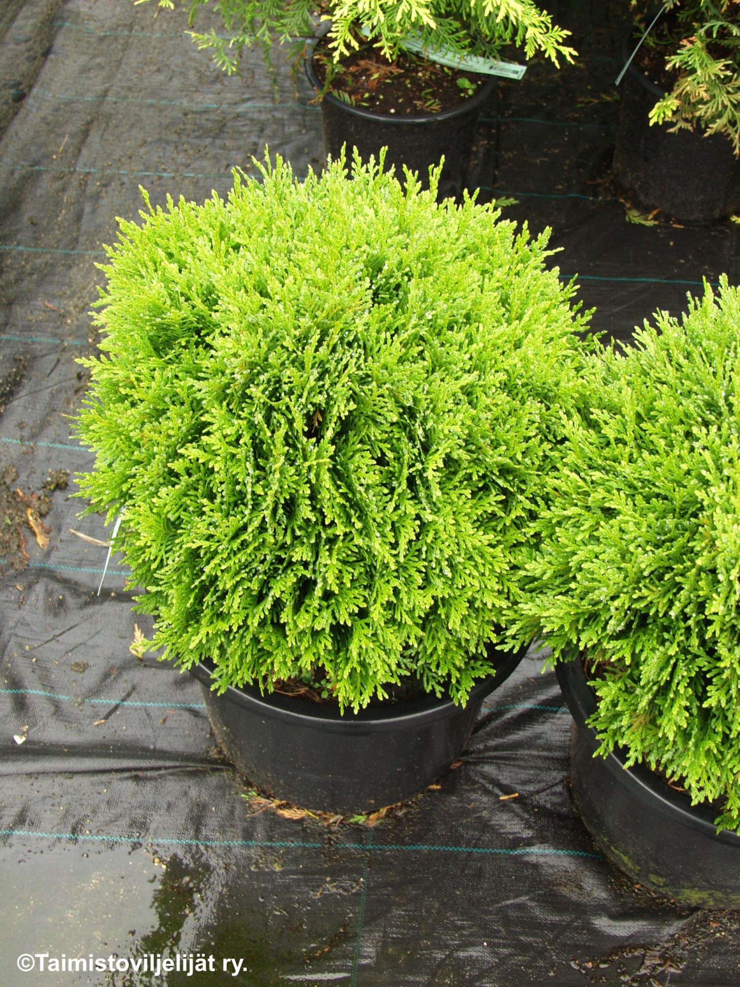 THUJA OCCIDENTALIS 'DANICA'  -Pallotuija