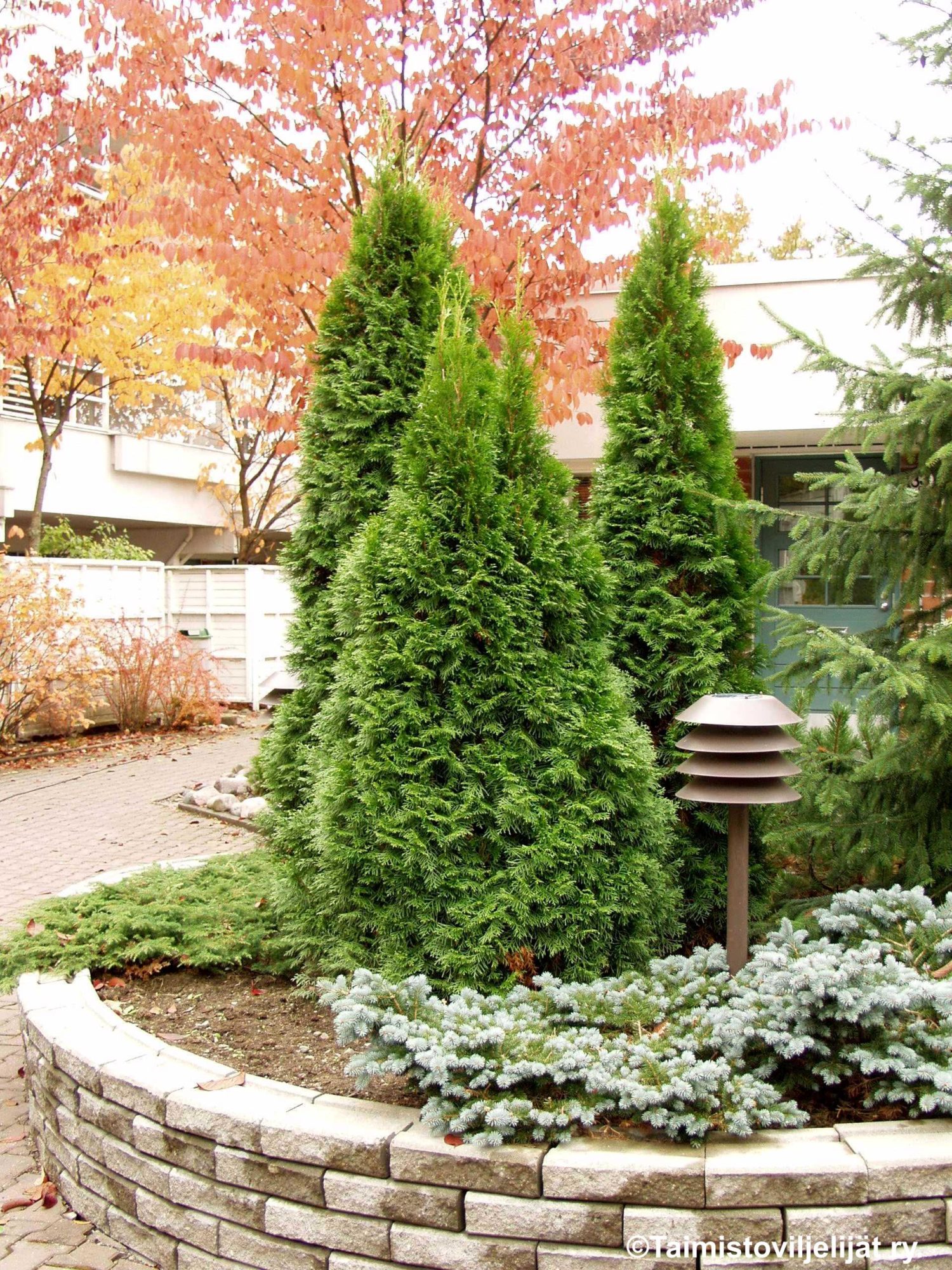 THUJA OCCIDENTALIS 'SMARAGD'  -Timanttituija Myyntikoko: 60-80 cm