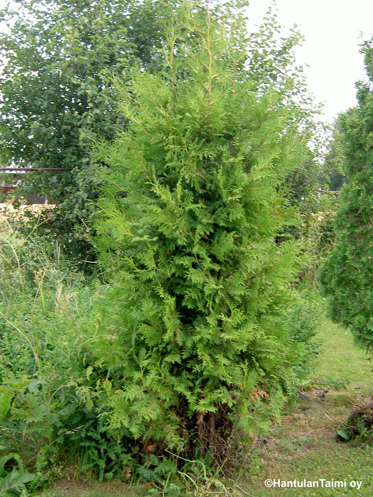 THUJA OCCIDENTALIS 'BRABANT'  -Pylvästuija myyntikoko:140-160cm