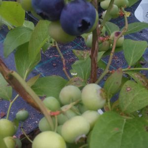 VACCINIUM CORYMBOSUM 'GOLDTRAUBE'   -Pensasmustikka