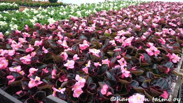 Kesäbegonia - Image 6