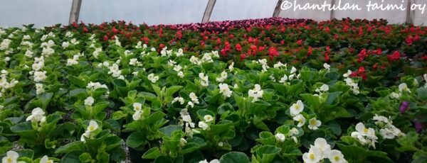 Kesäbegonia