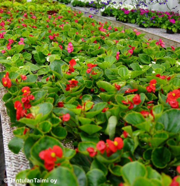 Kesäbegonia - Image 4