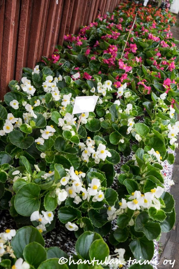Kesäbegonia - Image 3