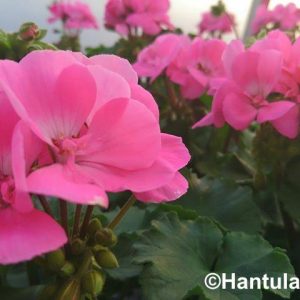 Pelargonia