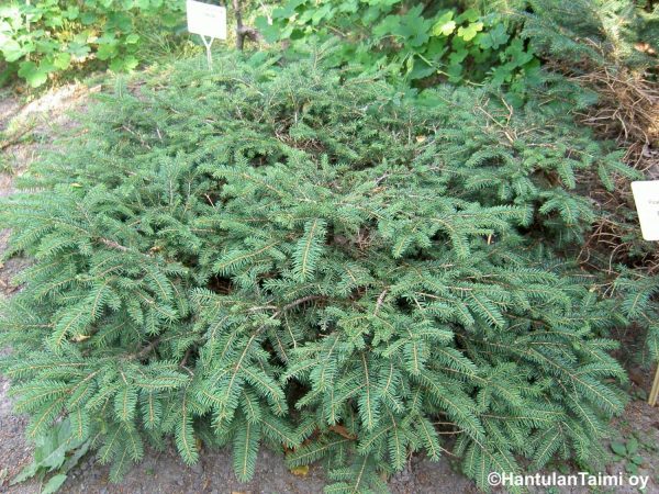 PICEA ABIES 'NIDIFORMIS'  -Pesäkuusi