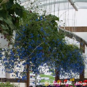 Lobelia-amppeli