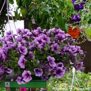Petunia-amppeli