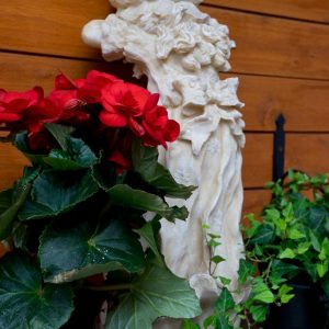 Ruusubegonia