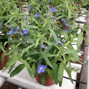 Lobelia