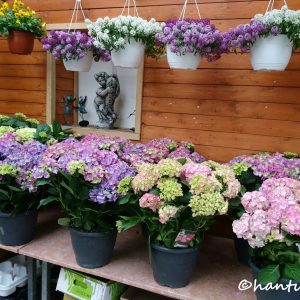 Terassihortensia