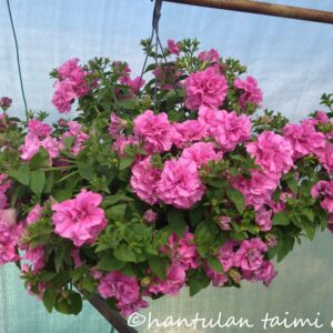 Petunia-amppeli kerrottukukkainen