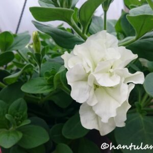 Petunia-amppeli kerrottukukkainen