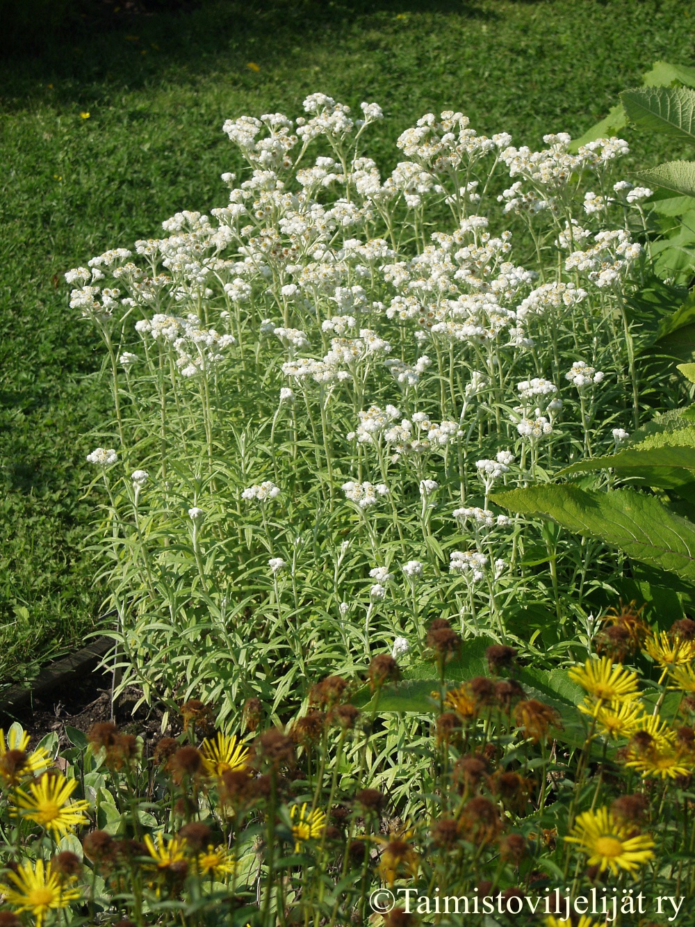 ANAPHALIS MARGARITACEA  -Helminukkajäkkärä