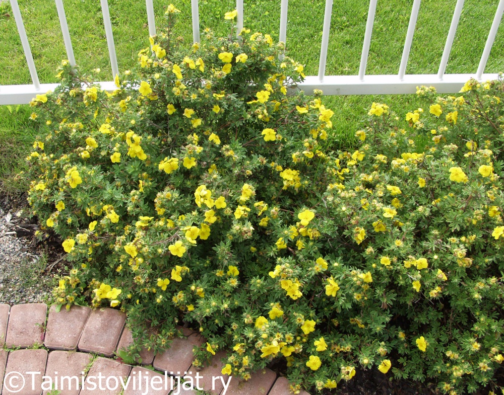 POTENTILLA FRUTICOSA 'GOLDTEPPICH'  -Pensashanhikki