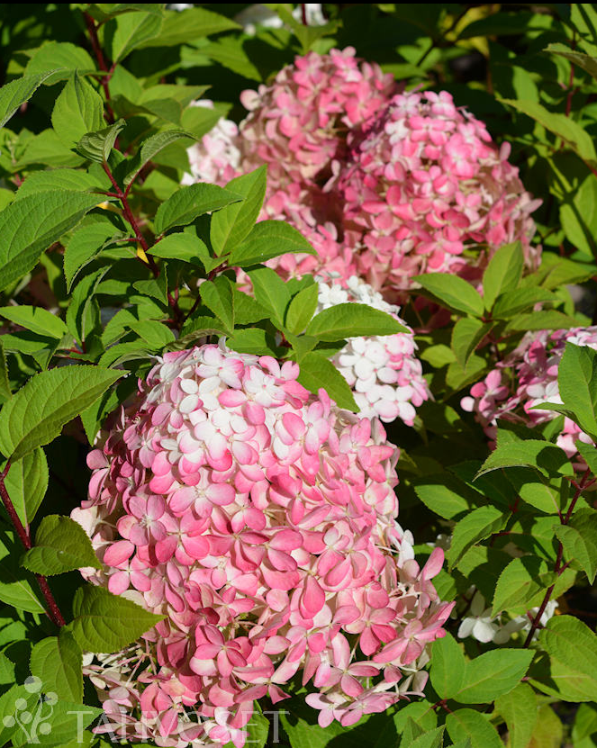 HYDRANGEA PANICULATA 'QUICK FIRE FAB®' -Syyshortensia UUTUUS!!