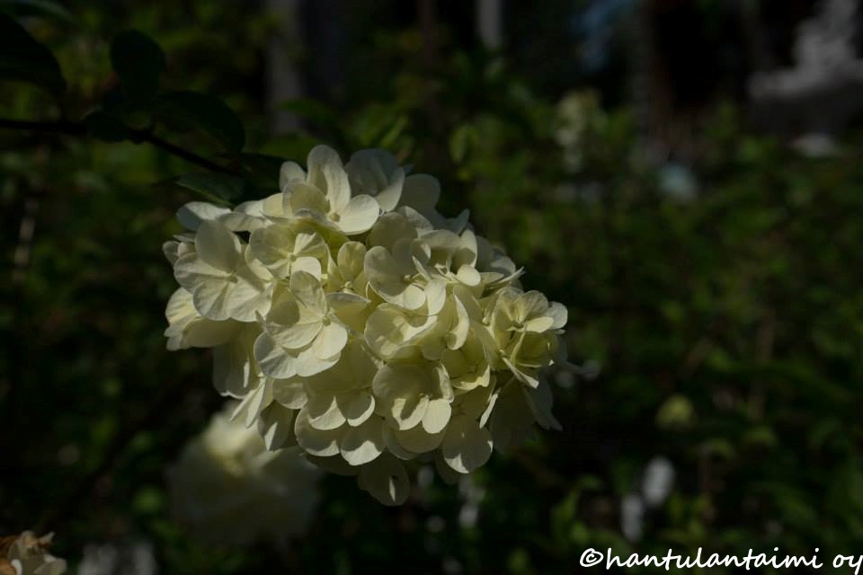 HYDRANGEA PANICULATA  'VANILLA FRAISE'  -Syyshortensia - Image 2