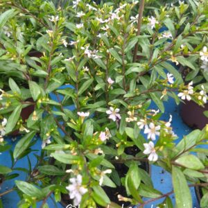 Kiinanmyrtti / Sinitulitorvi