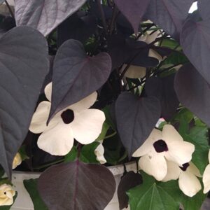 Mustasilmäsusanna+köynnösbataatti-amppeli