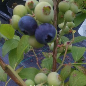 VACCINIUM CORYMBOSUM 'NORTH LAND'  -Pensasmustikka